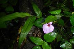 Impatiens elegans